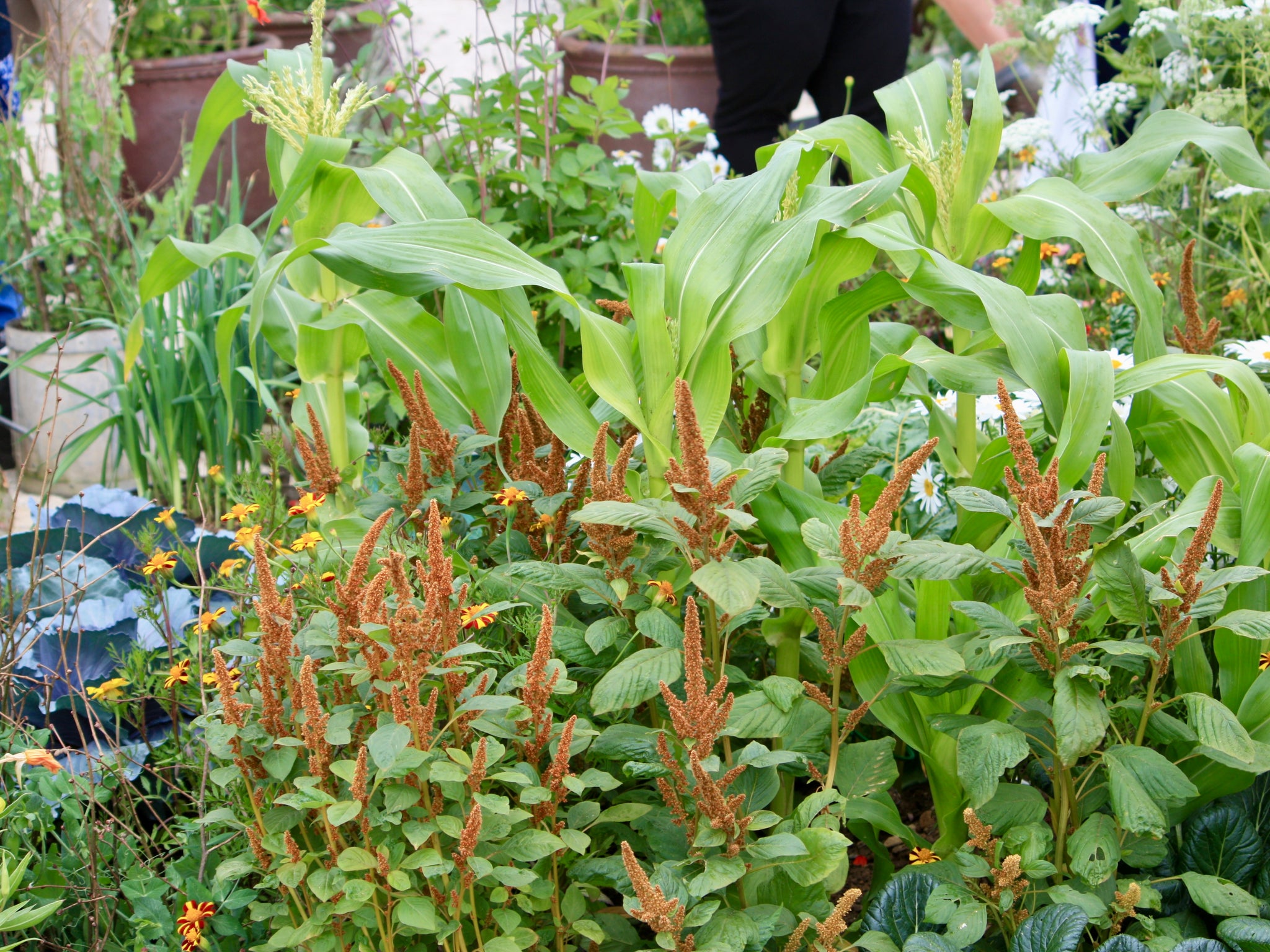 Amaranthus and sweetcorn grown as ornamental plants