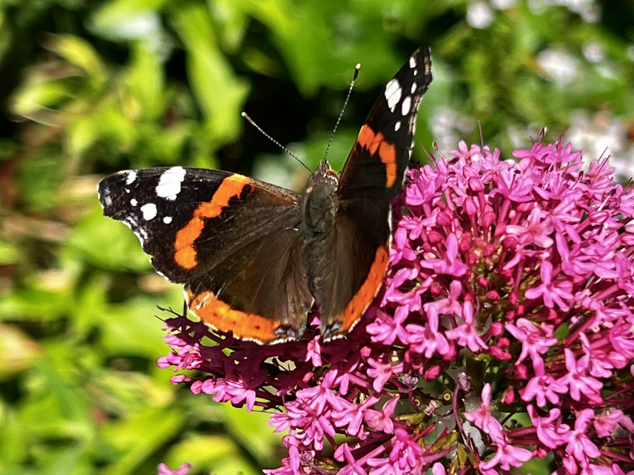 Red admiral butterfly on Centranthus ruber