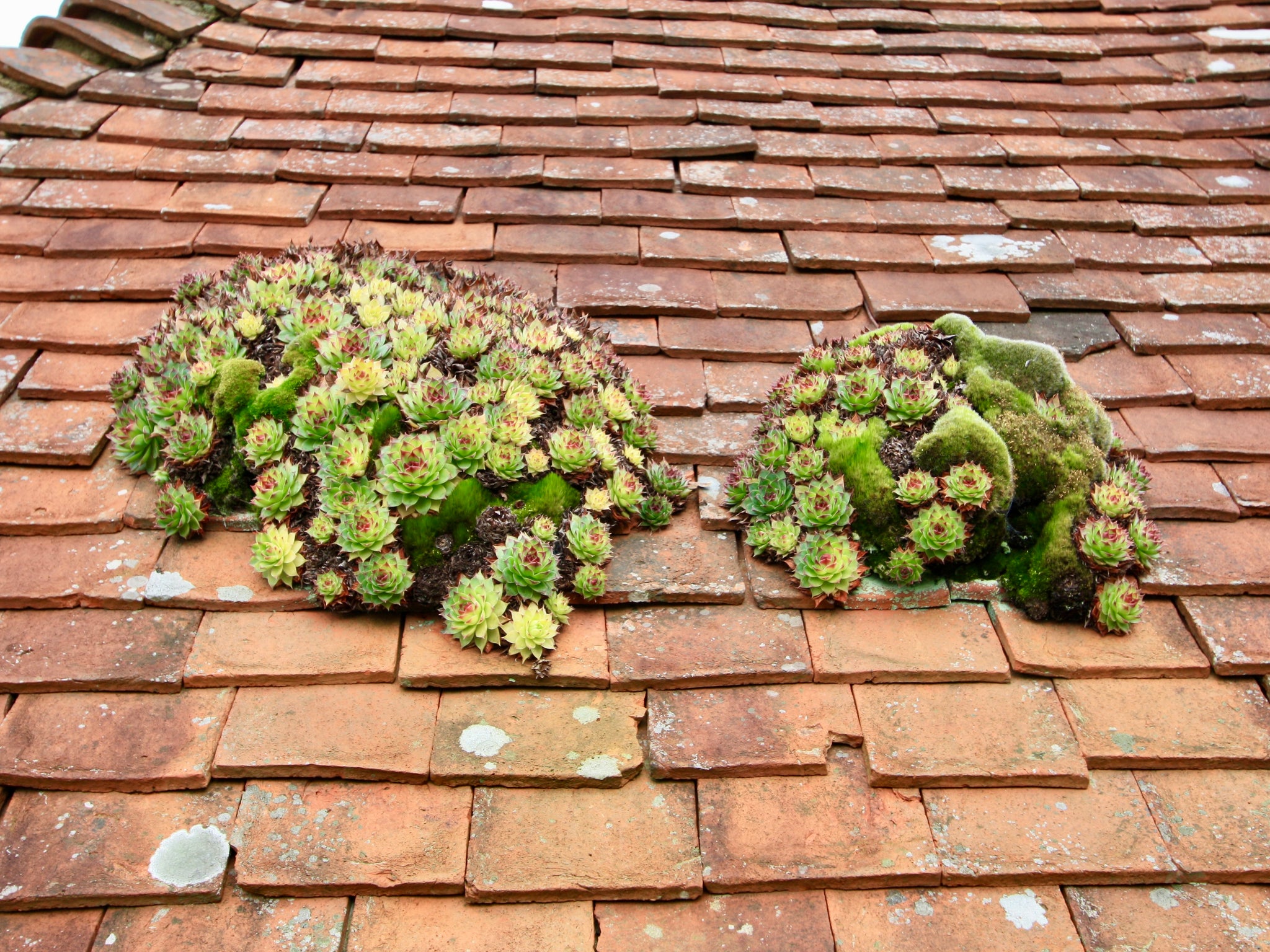 House leeks, sempervivum, growing on roof tiles.