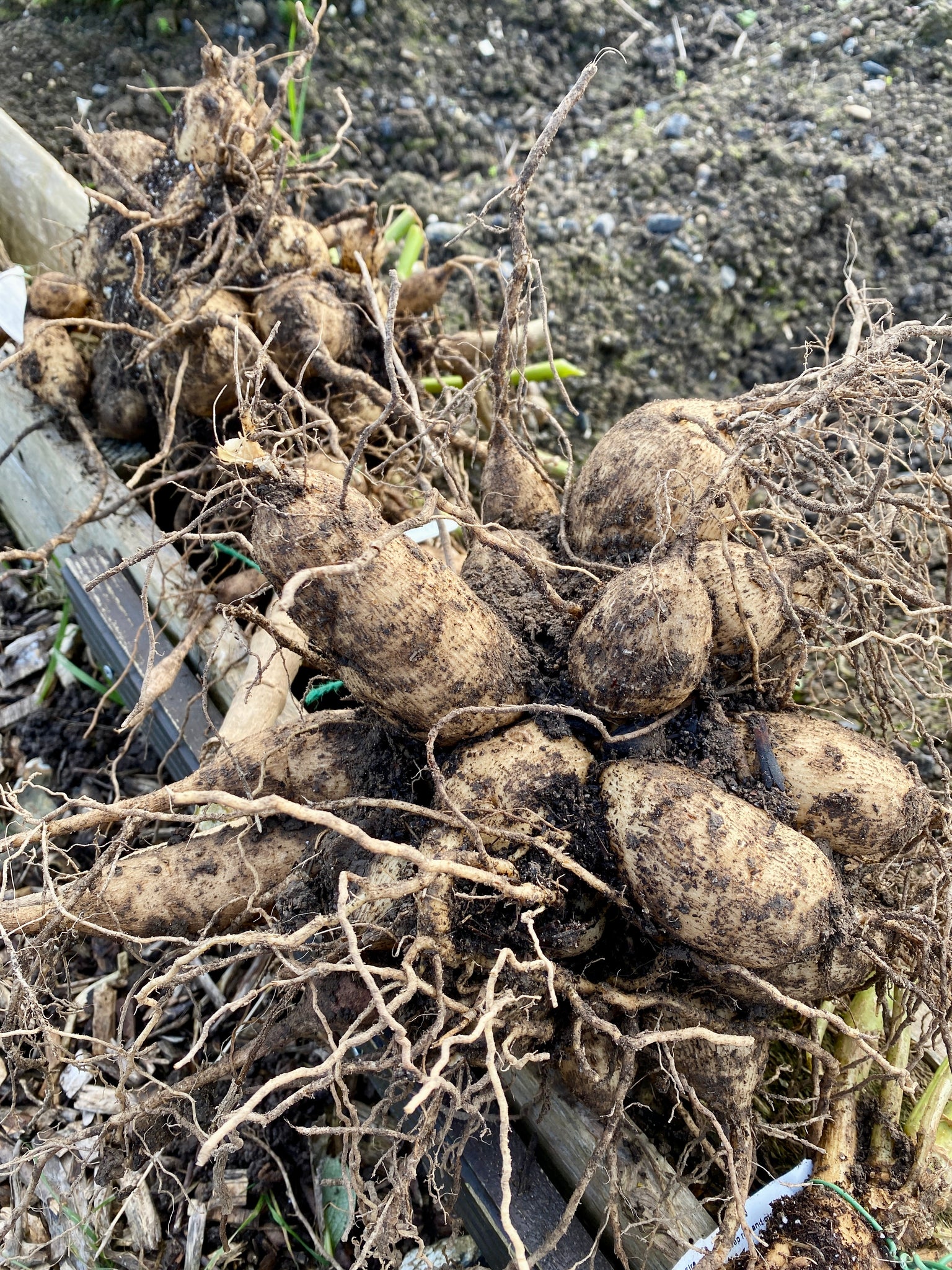 Dahlia tubers