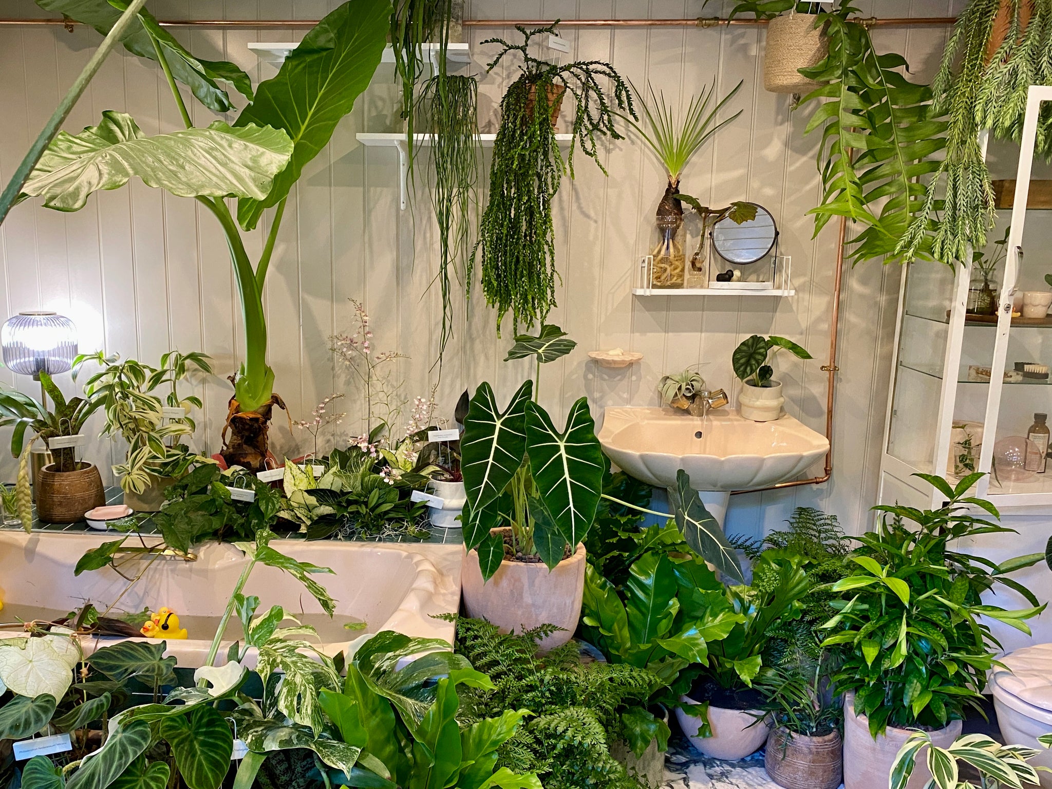 Bathroom filled with house plants