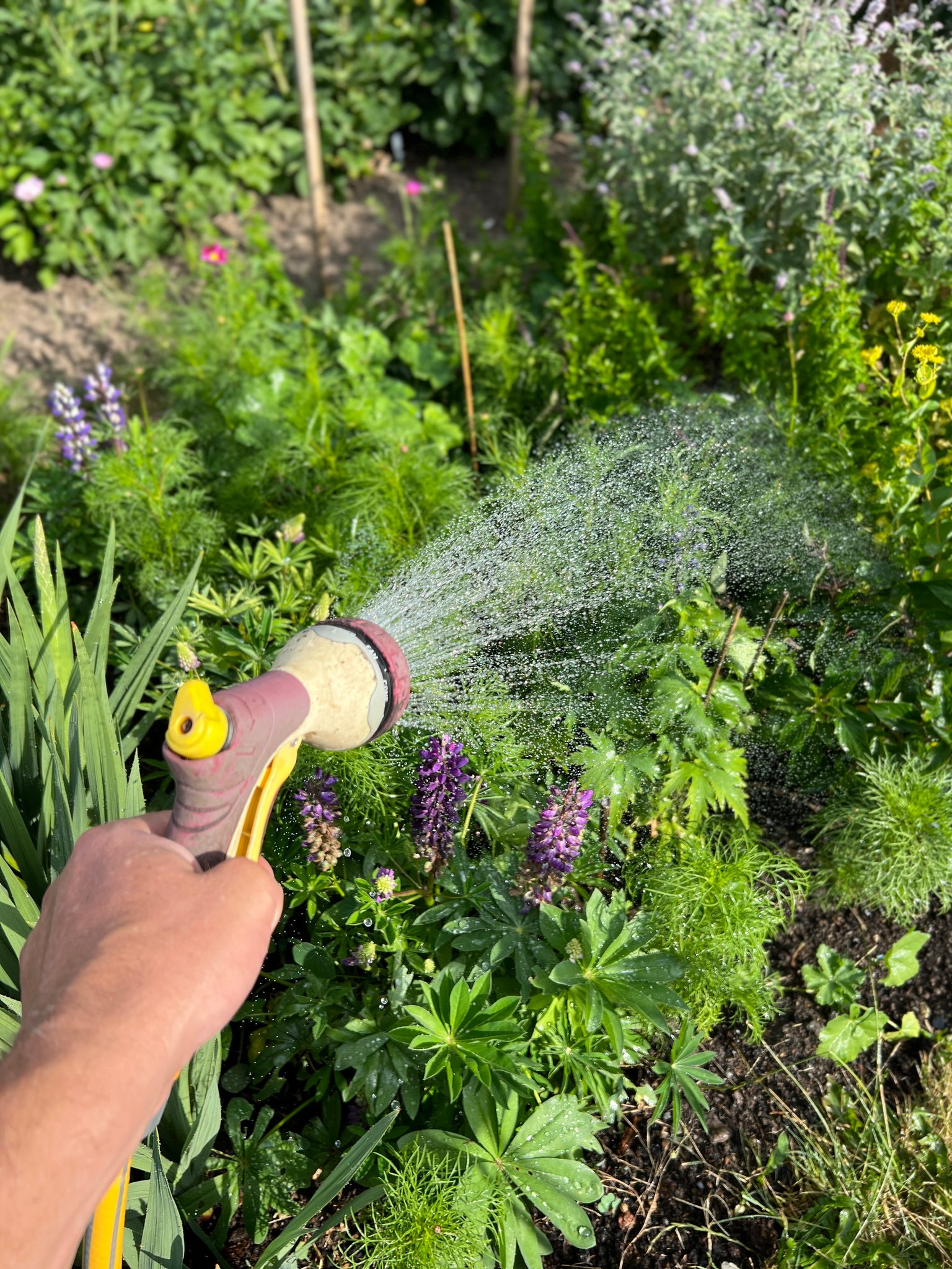 Watering garden with hose shower attachment