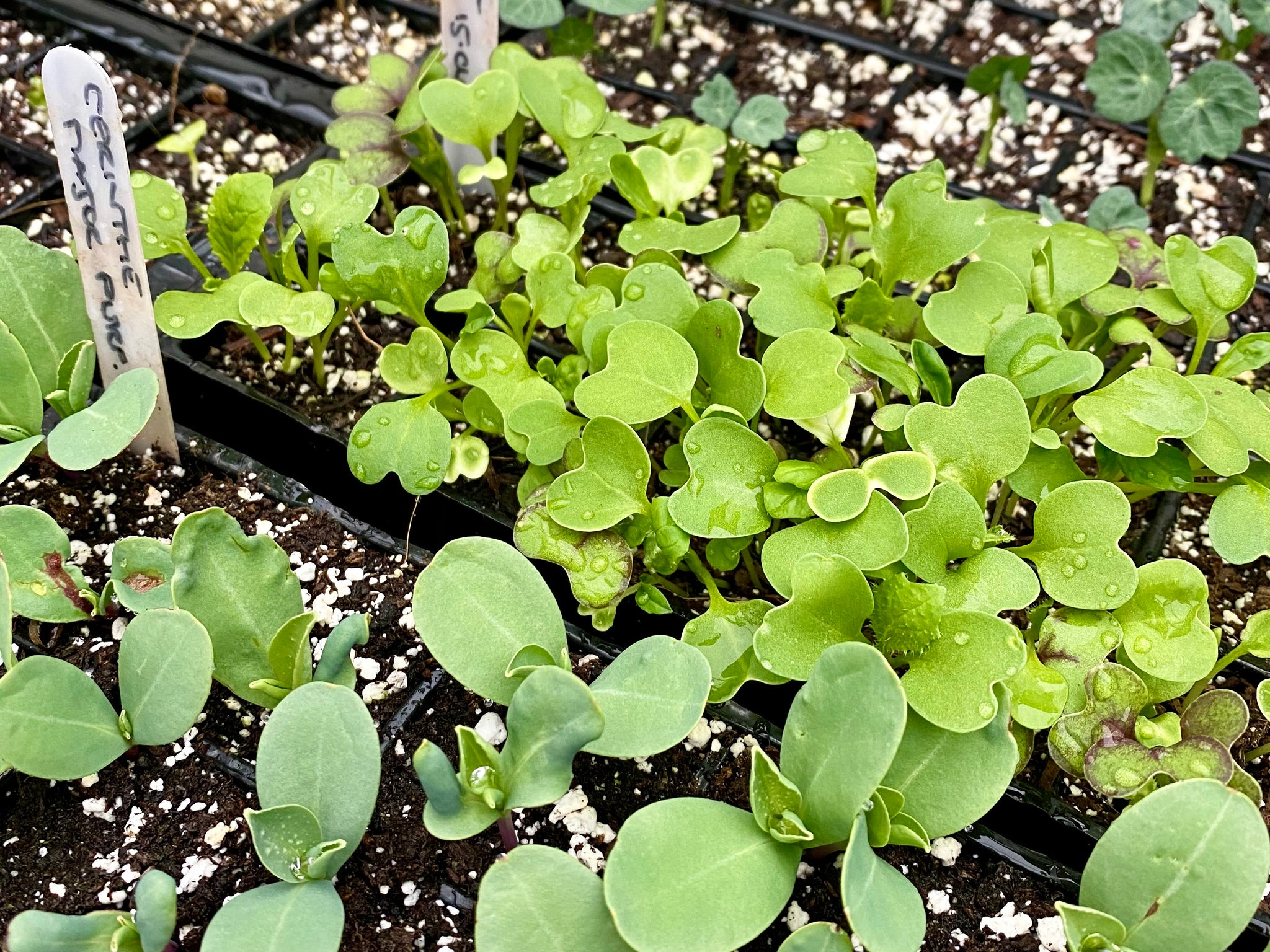 Seedlings