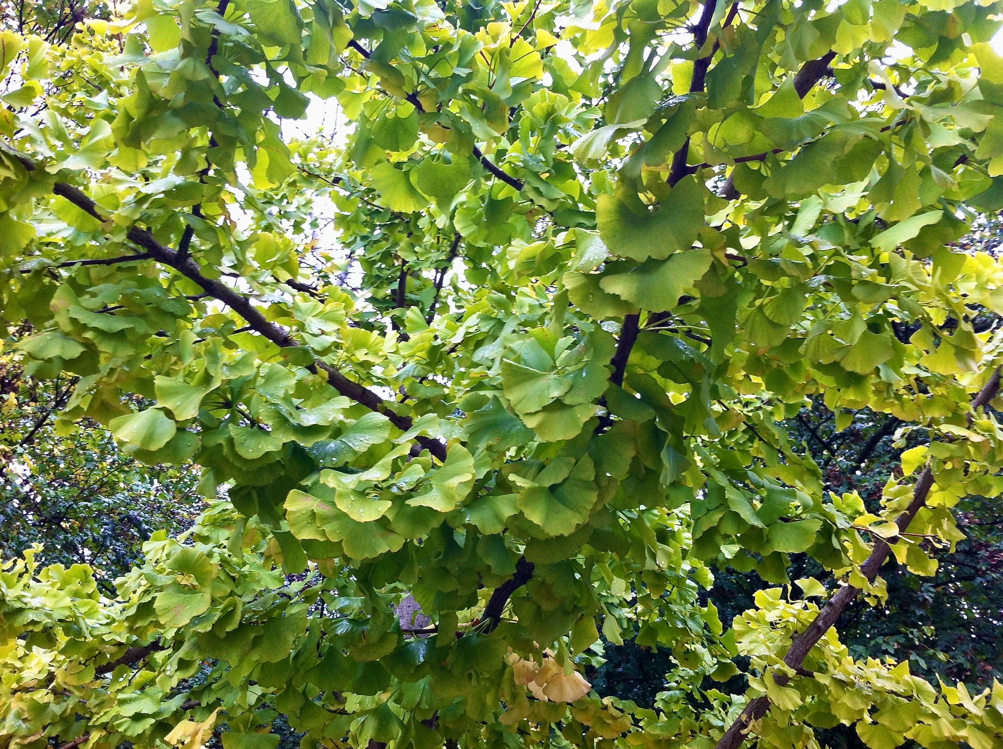 Ginkgo biloba autumn