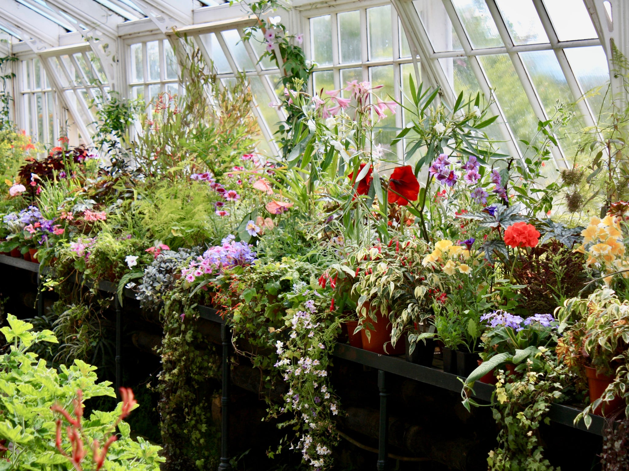 Greenhouse at Wallington Hall Northumberland