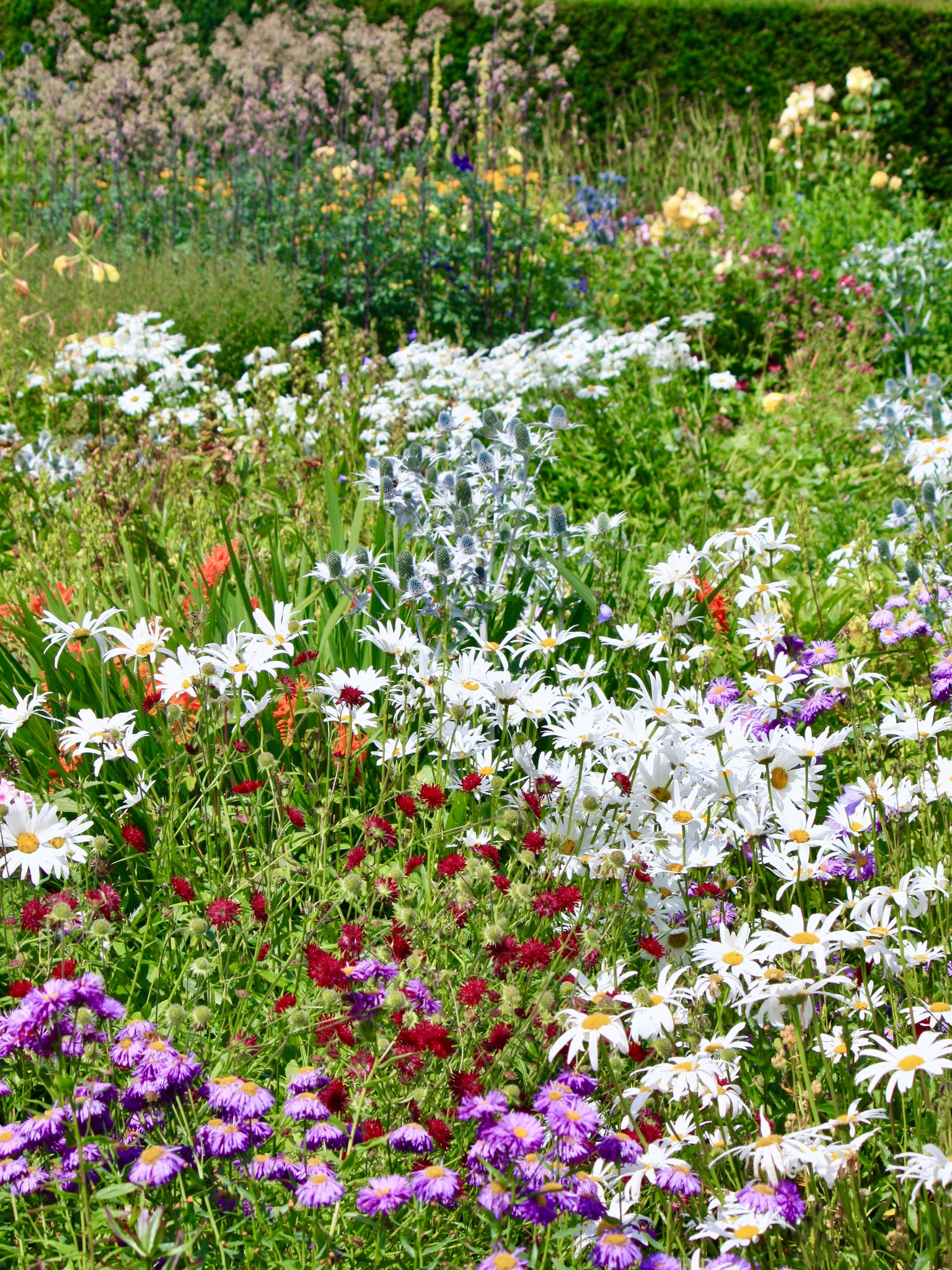 sea holly, scabious and asters