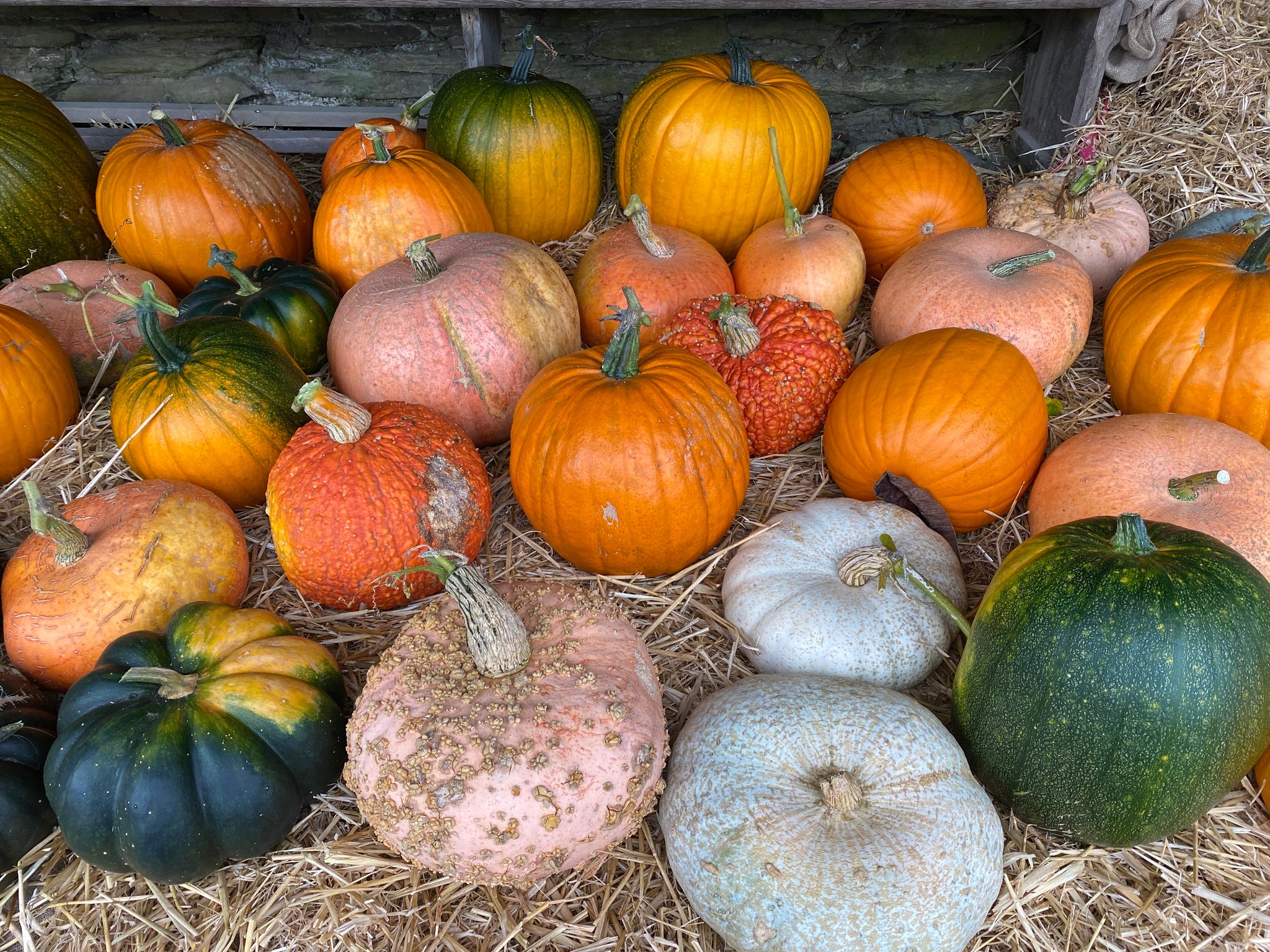 Pumpkins and squashes curing on a bed of straw