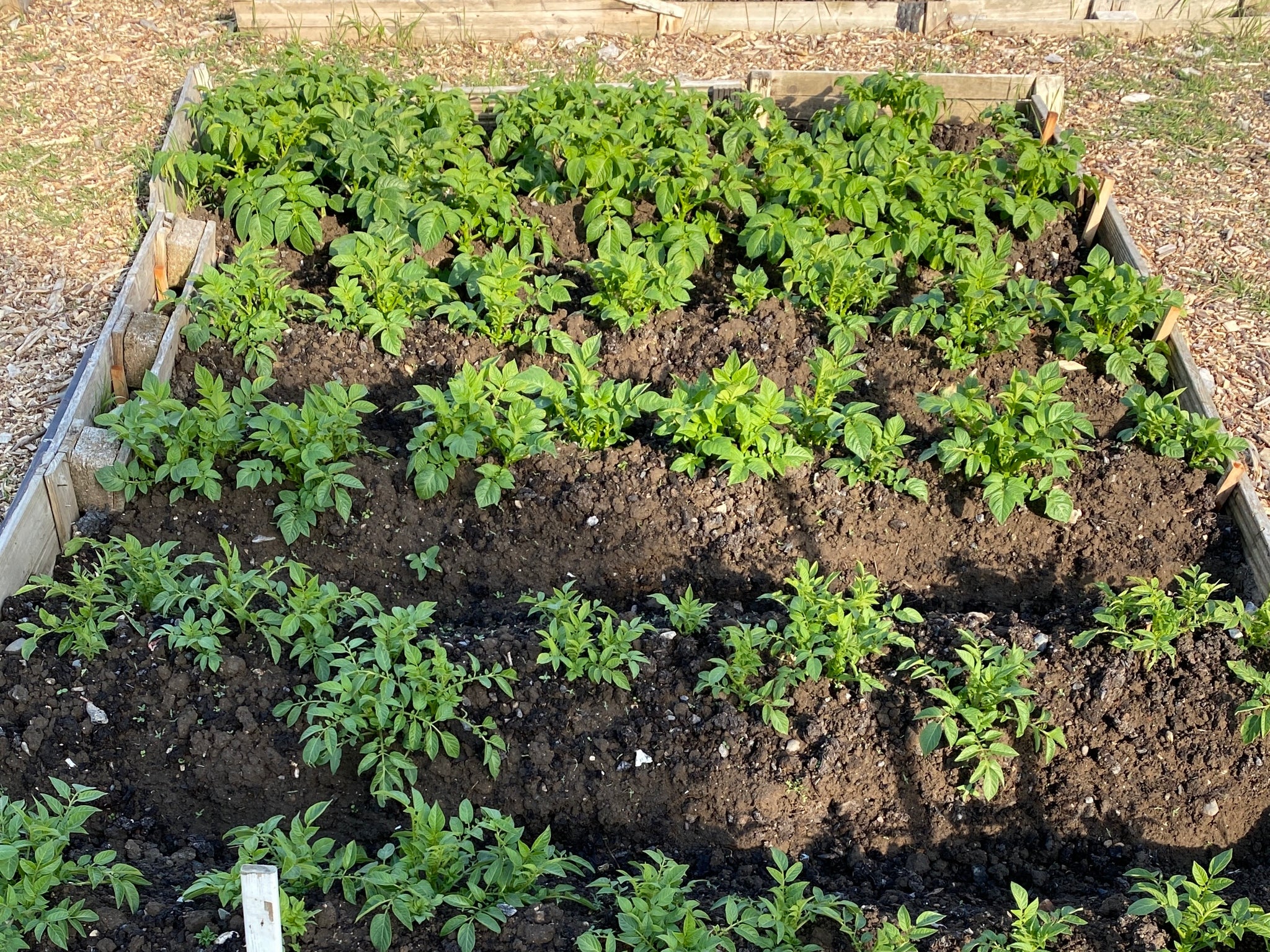 Earthed up potatoes on allotment