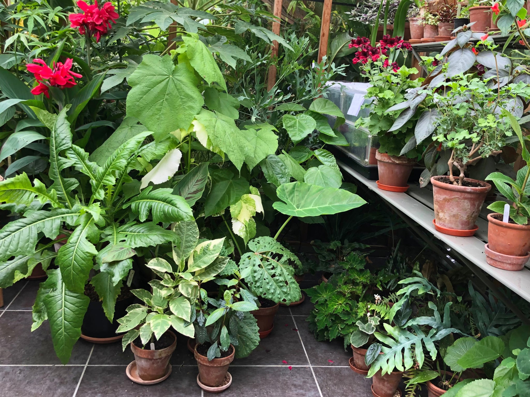 Greenhouse / conservatory plants