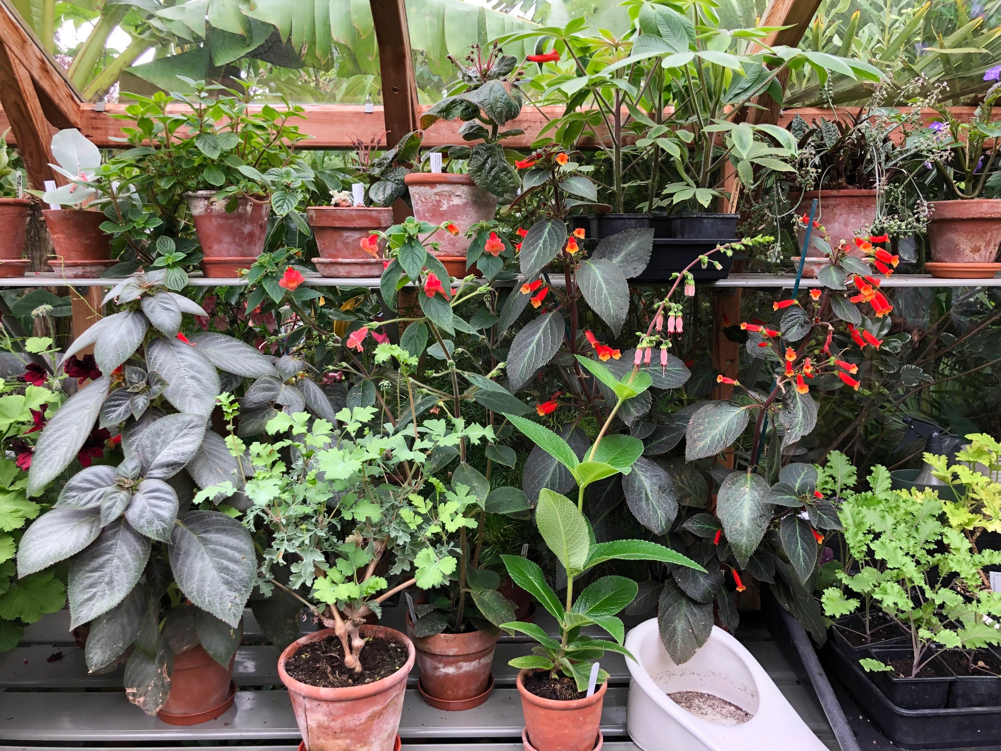 Tender plants in a greenhouse
