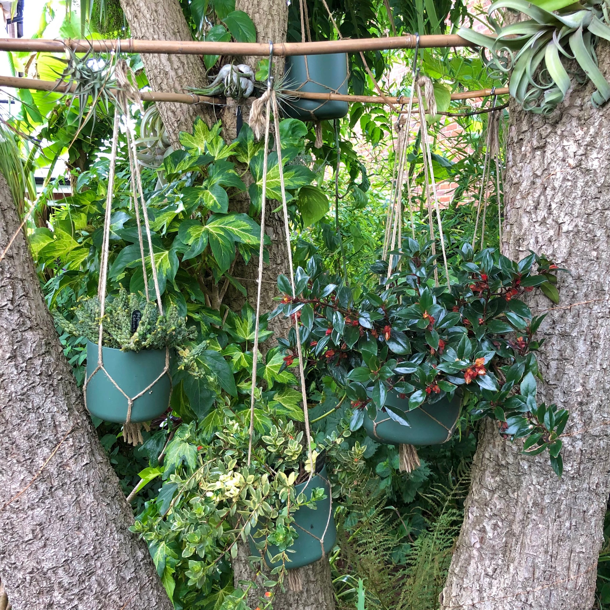 Hanging houseplants spending the summer outside.