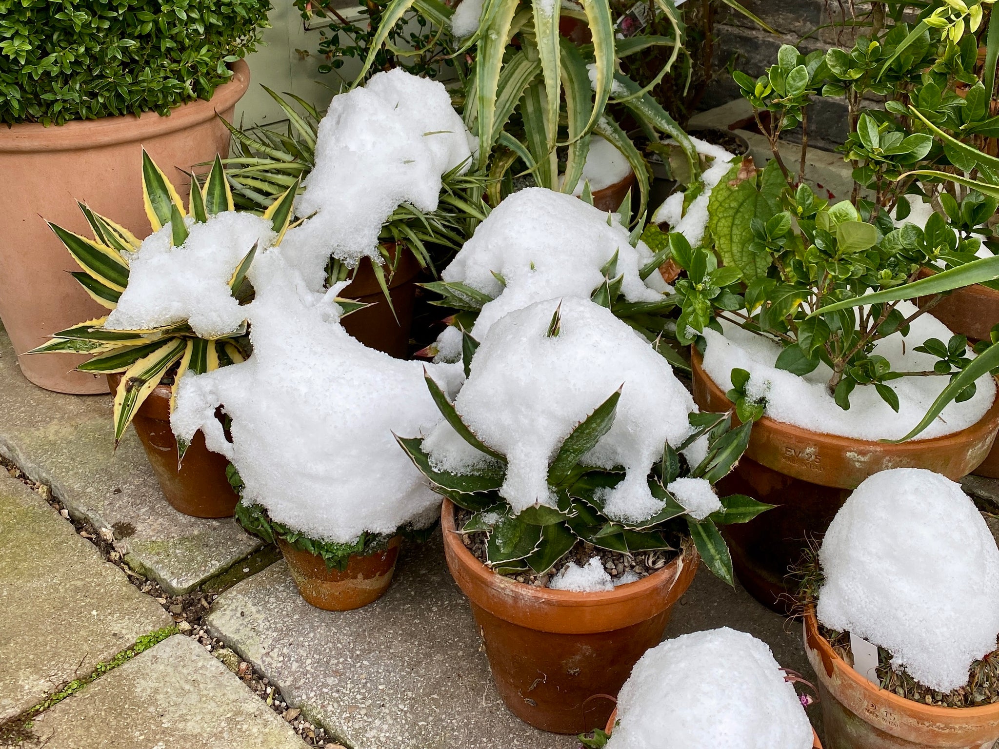 Potted agaves in snow