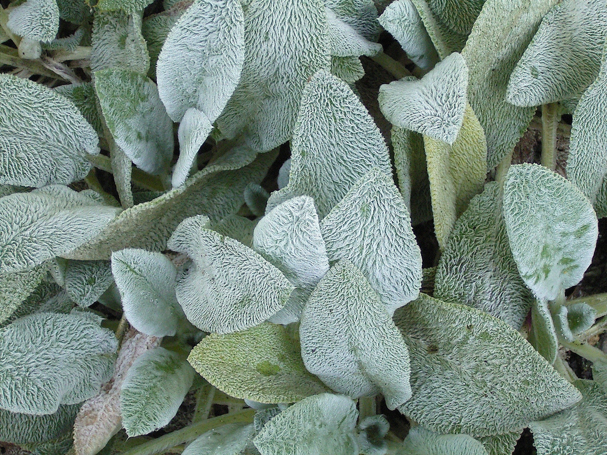 Lamb's ears, Stachys byzantina, Image by Frank Vincentz