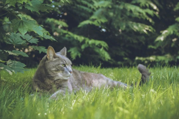 A gray cat is laying in the grass