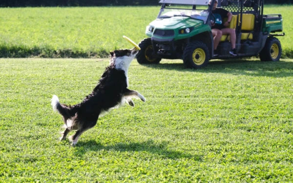 A dog jumps up to catch a red frisbee in its mouth while playing on a large green lawn.