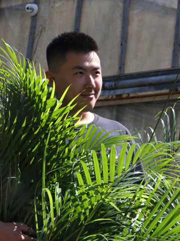 how to care for an areca palm