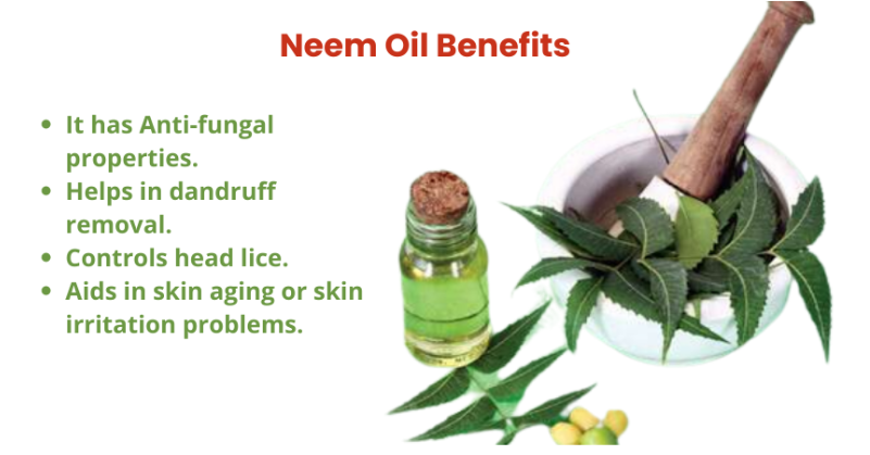 How to Use Neem Oil for Head Lice  My Lice Advice