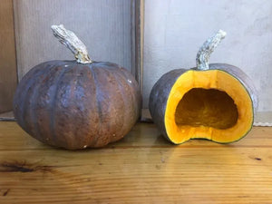 Winter Squash – Turtle Moon Blue Kuri OG - live plant - Meeting House Farm