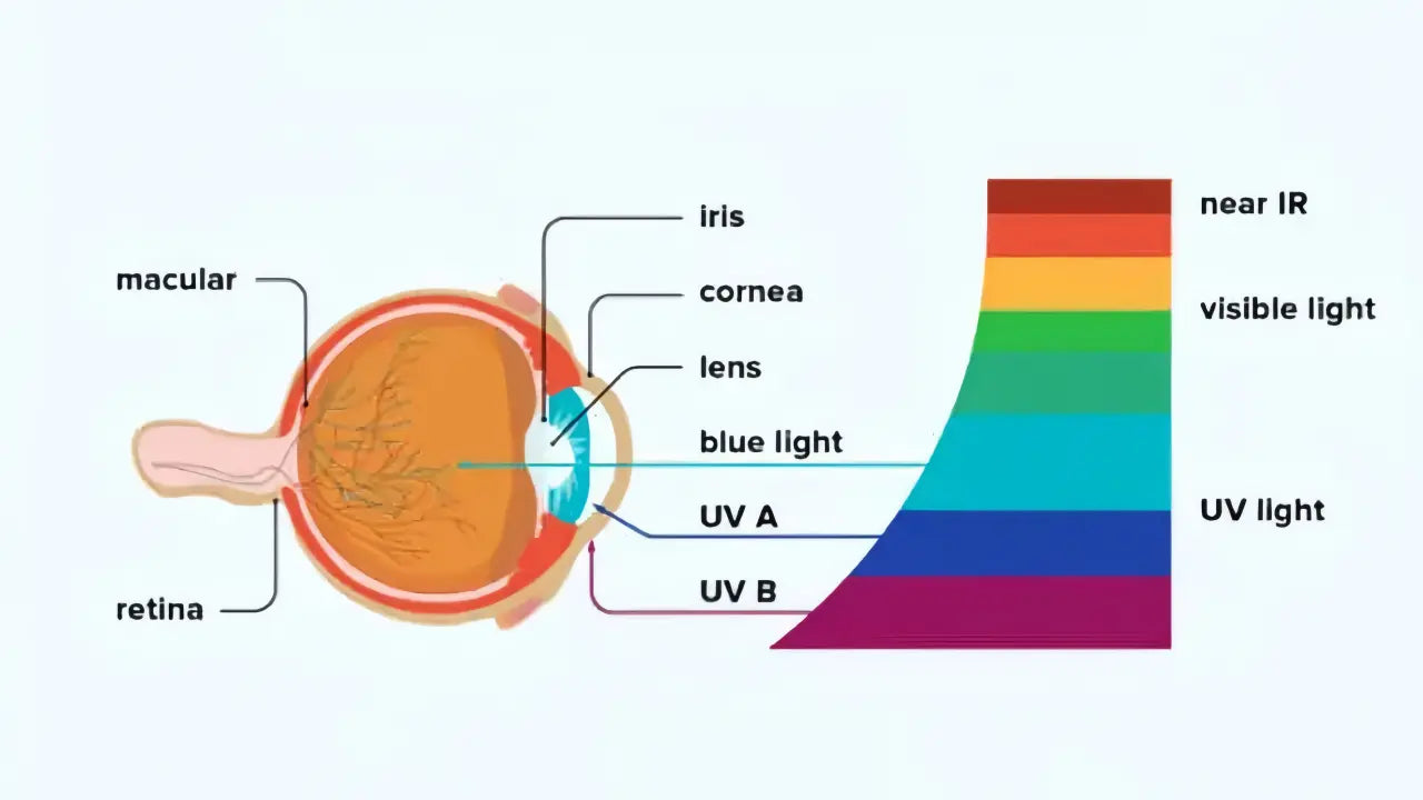 LED vs WLED for eyes