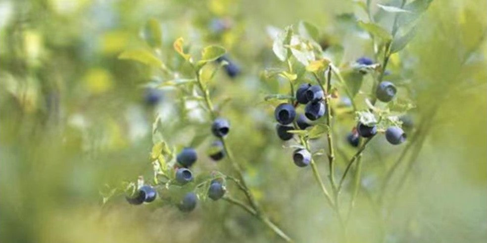 北歐野生藍莓︰增進你的視力 解決眼睛疲勞問題, 歐洲越橘, 花青素, 視網膜細胞, 視紫質, 北歐野生藍莓精華, Cyana Bilberry Extract, aXimed, 挪威阿斯麥,