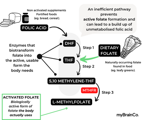Folate Metabolism Pathways