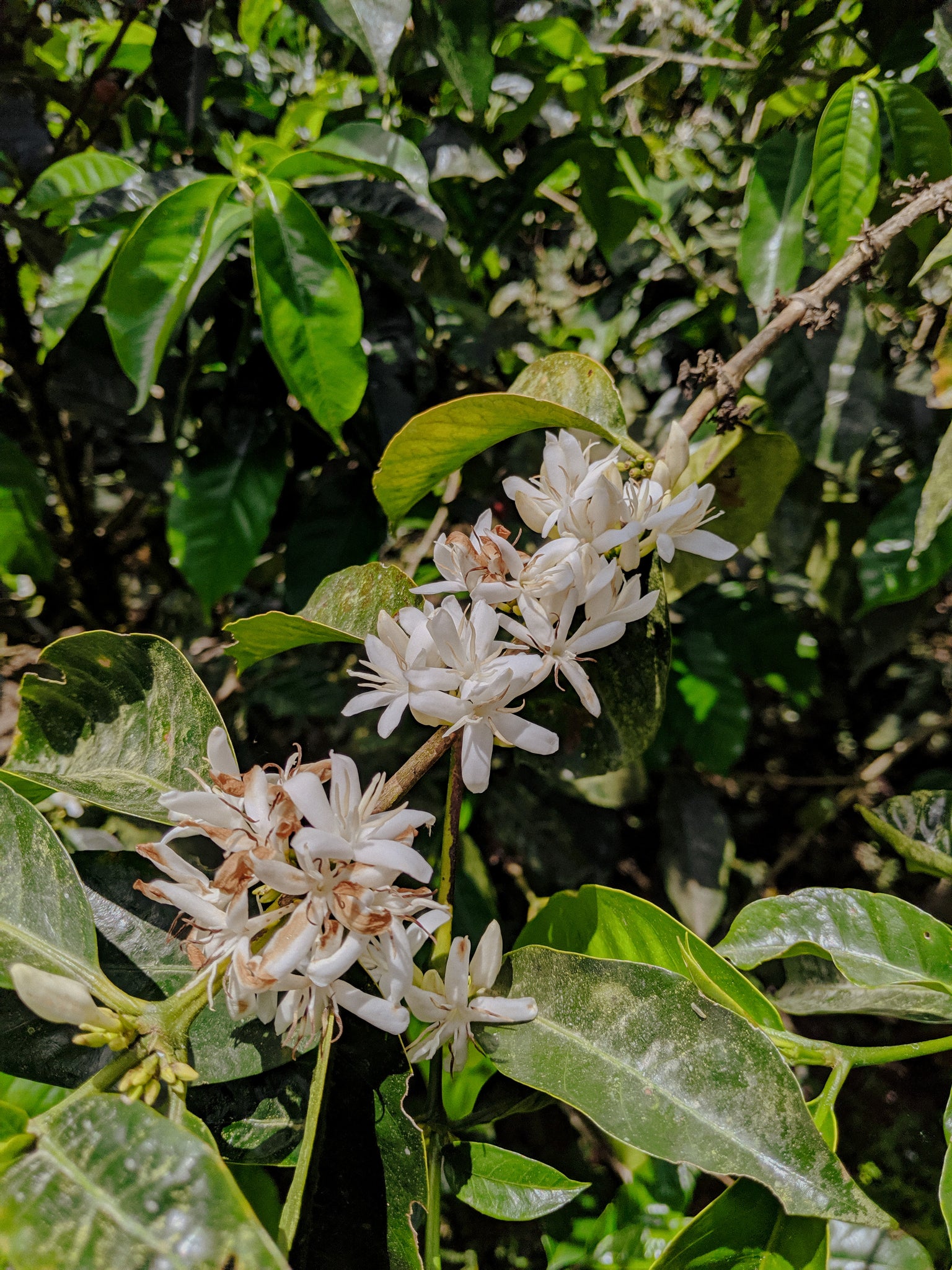 Coffee flowers 