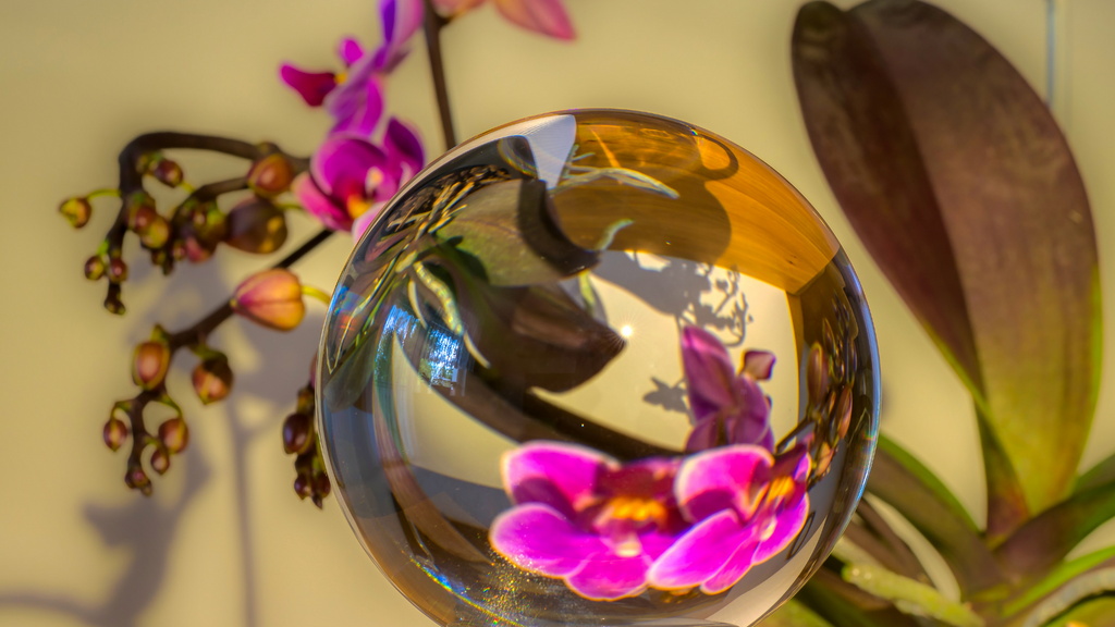 orchidarium