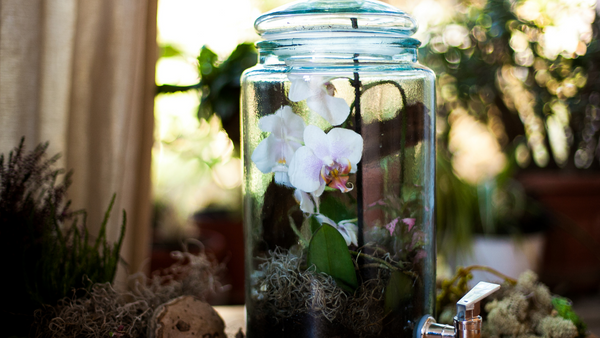 orchidarium phalaenopsis orchid inside of terrarium