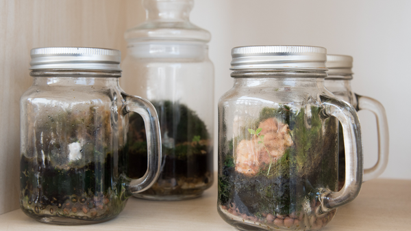 mason jar closed terrarium