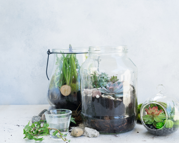 terrariums with succulents