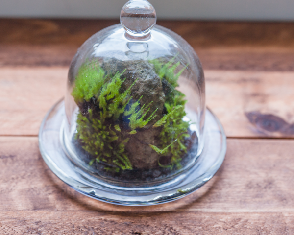 closed moss terrarium