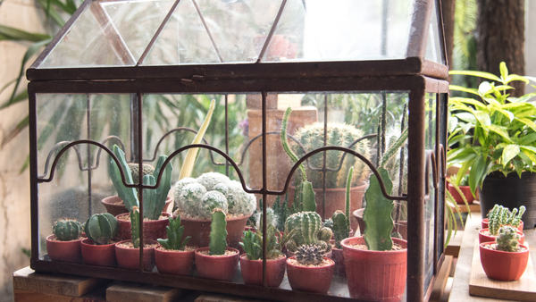 Wardian case succulent and cacti terrarium