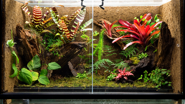 large terrarium with bromeliad and tropical plants