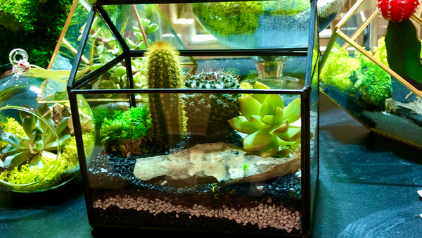 cacti and succulent terrarium