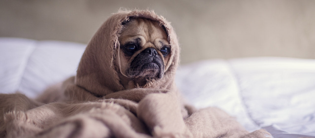 pug in a blanket