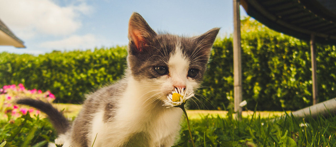 cute kitten smelling a daisy