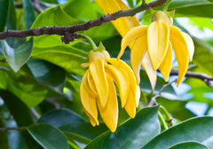 ylang ylang essential oil