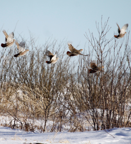 Grey Partridge (Hungarian Partridge) on farm in Alberta Canada