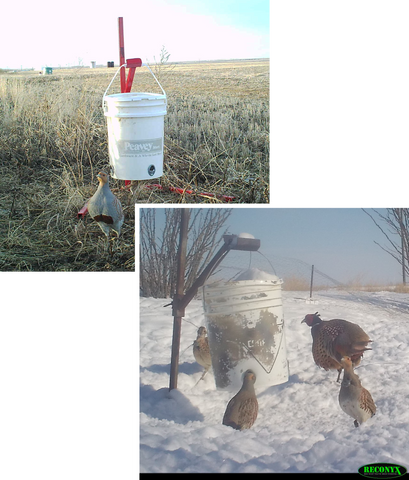 Supplemental feeding of grey partridges and pheasants on a farm in Alberta Canada. Feed provided using Perdix Wildlife Supplies feed ports.