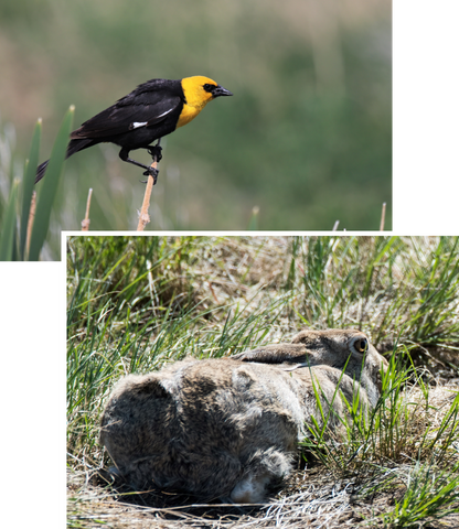 Wildlife thriving on a farm in Alberta Canada with the help of Perdix Wildlife Supplies professional equipment and advice