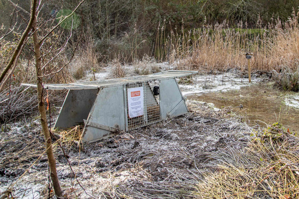 A set Bavarian beaver trap with a PerdixPro Trapping tool and a PerdixPro 4G camera set up on and around it.