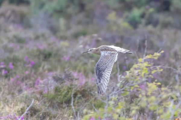 Curlew in flight