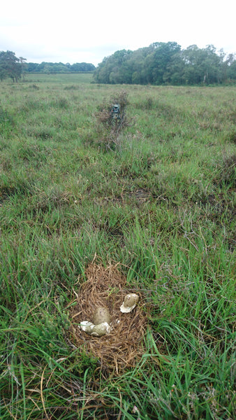 Using Browning Camera Traps to investigate nest predation