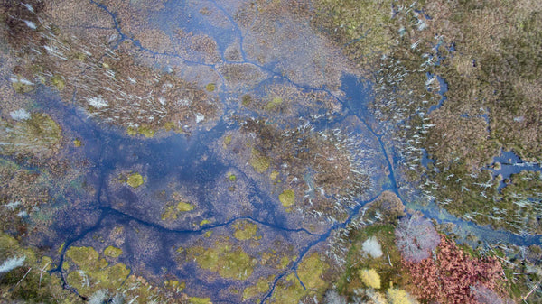 An aerial view of a complex wetland system created by a beaver family in Perthshire, Scotland.