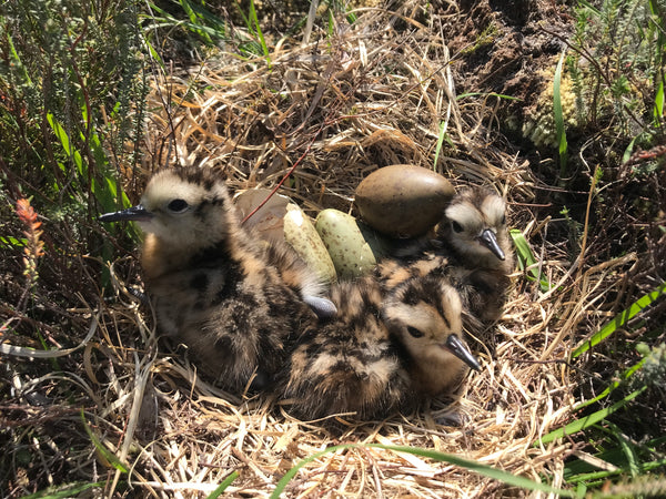 Curlew chicks in nest