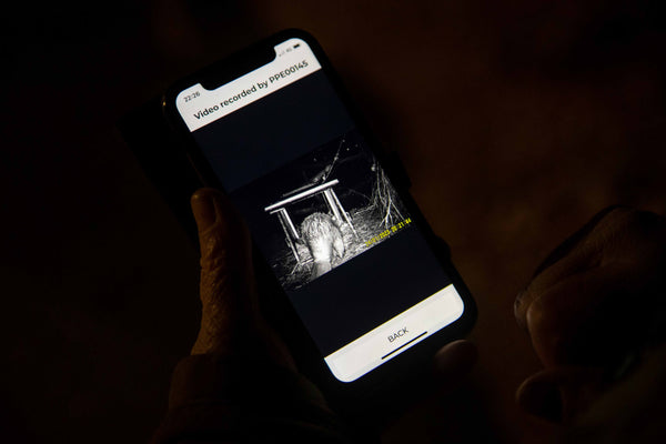 Watching a beaver enter a beaver trap using the PerdixPro app.
