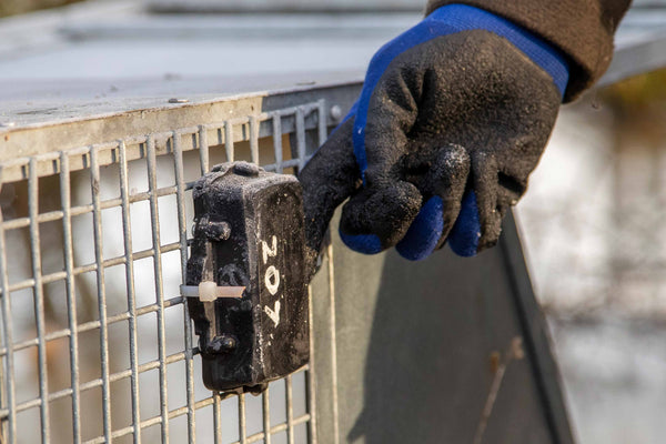 A PerdixPro Trapping Tool being secured to a Bavarian beaver trap.