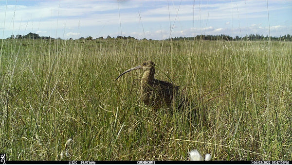 Using trail cameras to monitor curlew nests