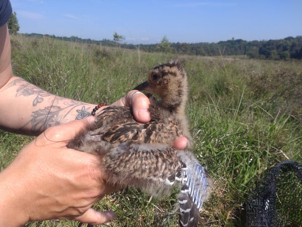 Attaching a PERDIX Micro VHF radio-tracking tag to a curlew chick