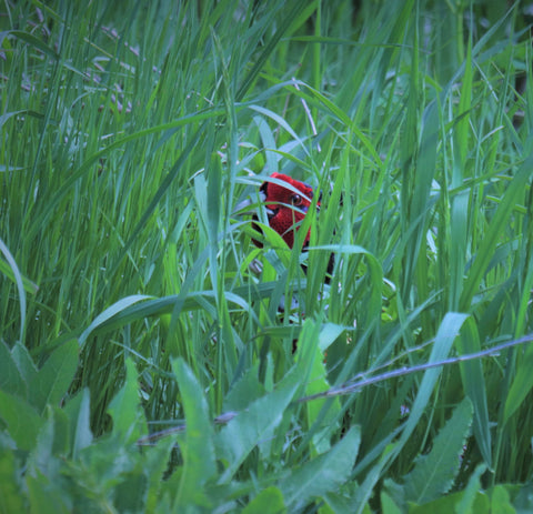 Male ring-necked pheasant in ideal habitat on a farm in Alberta Canada 